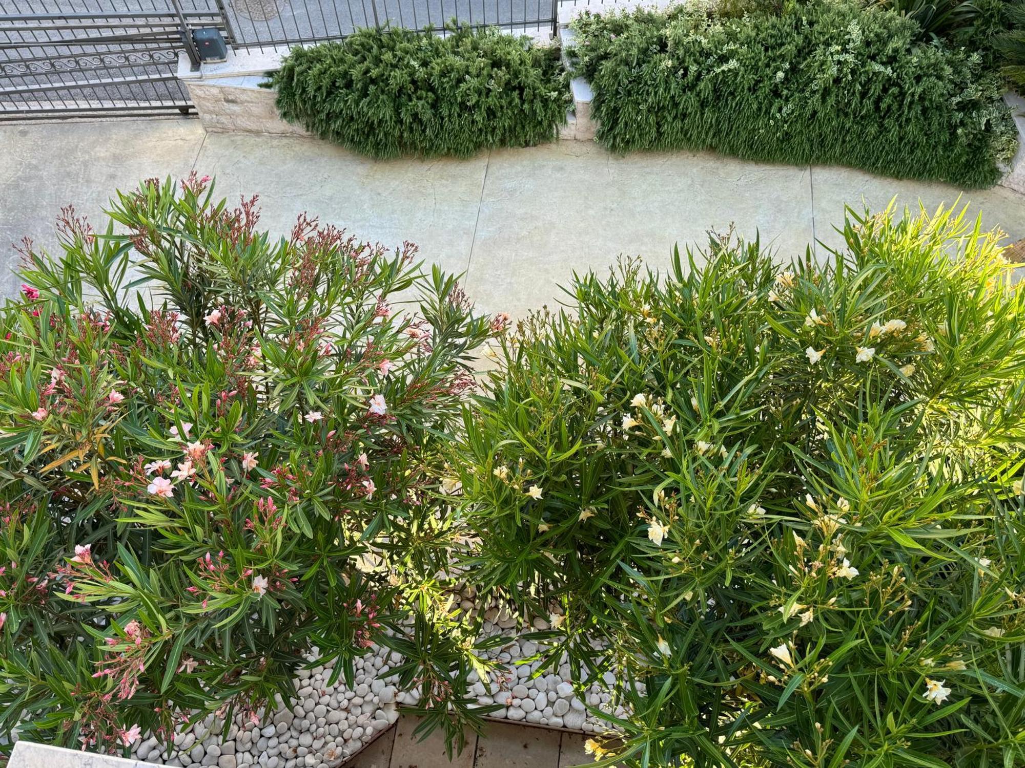 Apartment Viola Di Mare